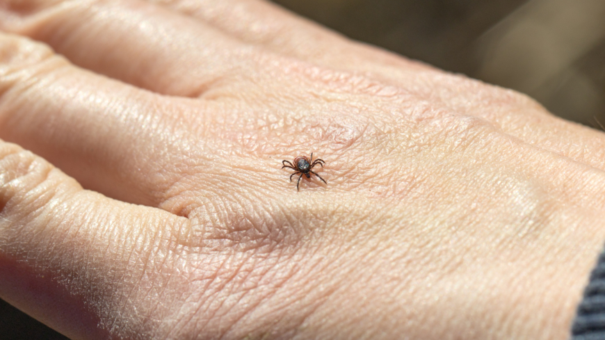 TBE, fästingburen hjärnhinneinflammation, är den svåraste av de sjukdomar som orsakas av fästingbett i Sverige.  Foto: Shutterstock